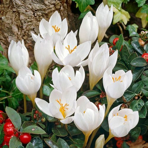 Speciosus Alba